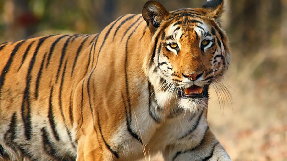 Imagen de un tigre paseando por una reserva india