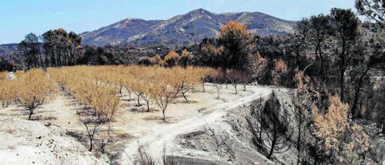 Los cultivos leñosos sirvieron de cortafuegos en algunas zonas de la Vall d’Ebo quemadas este verano.