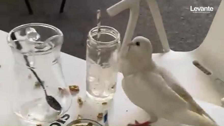 La proliferación de palomas en Gandia preocupa a los hosteleros