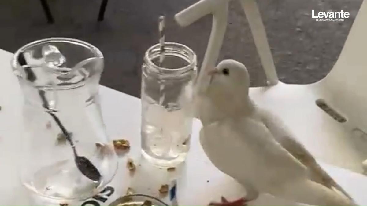 La proliferación de palomas en Gandia preocupa a los hosteleros