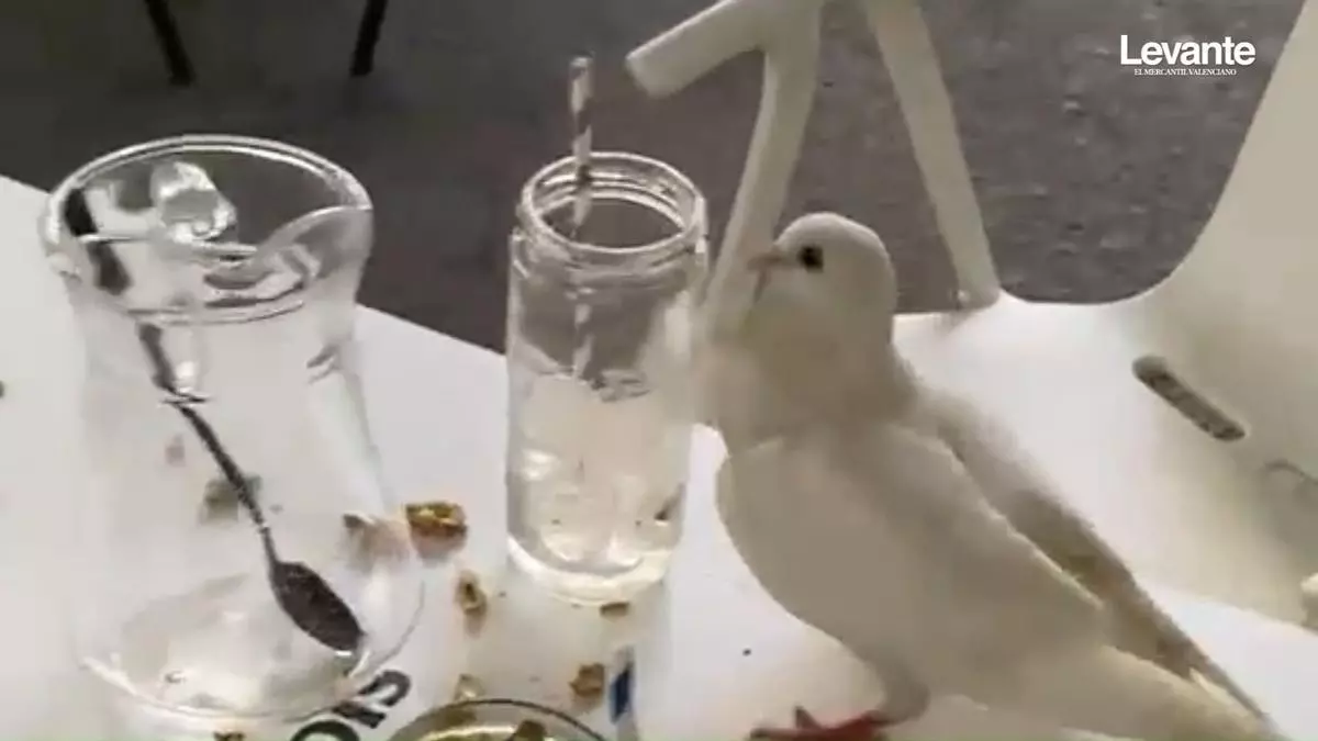 La proliferación de palomas en Gandia preocupa a los hosteleros: "Solo este mes ya han roto más de doce vasos y tiran los cuencos con los aperitivos"