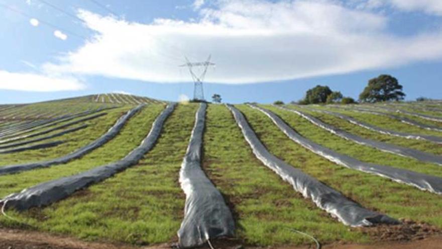 La plantación  de arándanos  de Riosa.