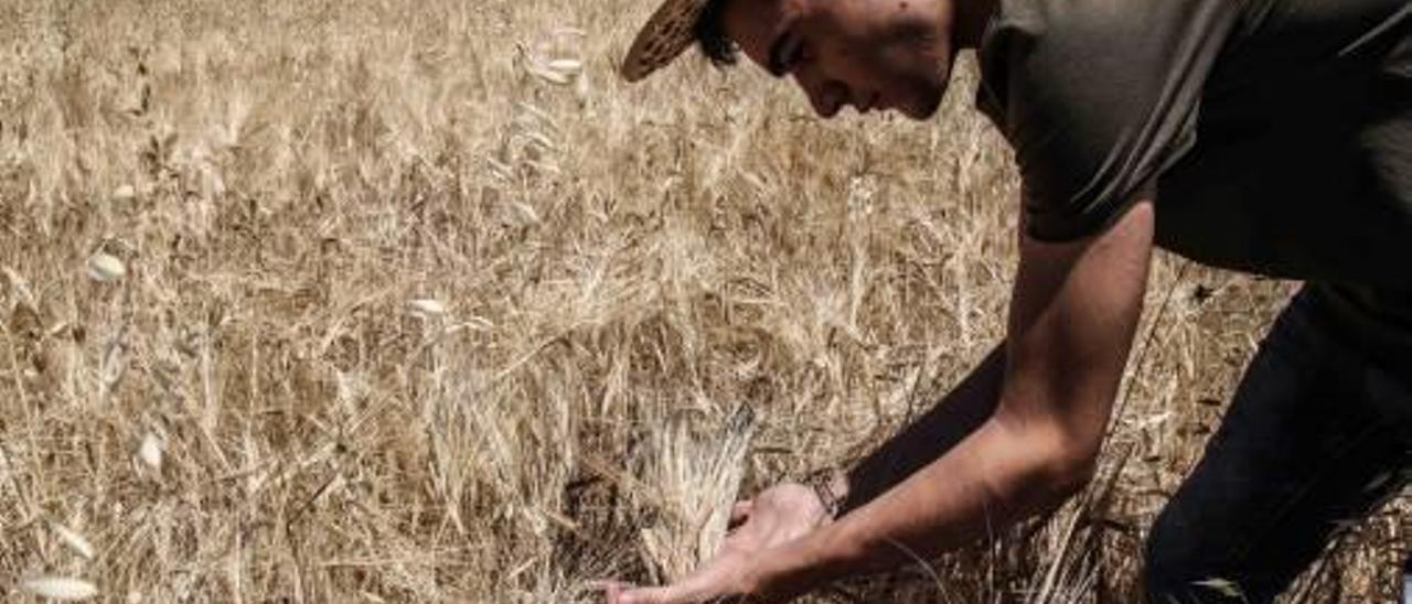 Las lluvias han sido fundamentales para salvar la cosecha.