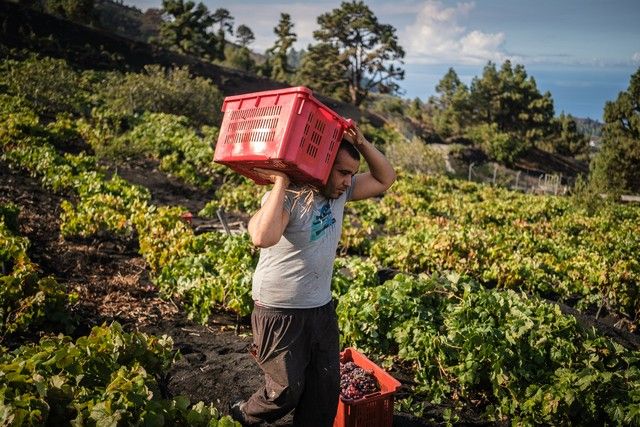 Primera vendimia de La Palma tras la erupción del volcán Tajogaite