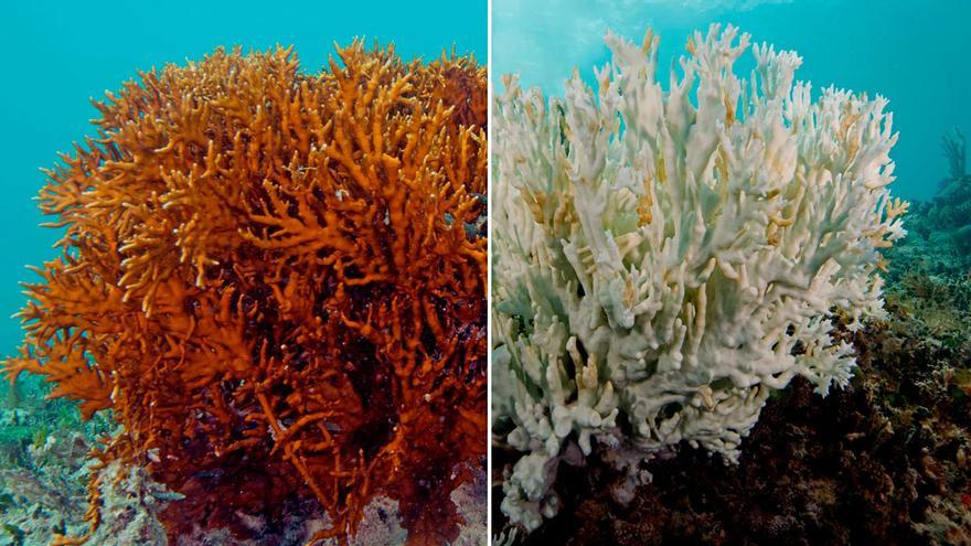 Hacia unos mares sin corales? - Información