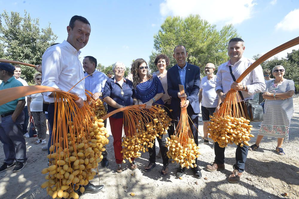 Arranca la temporada del dátil de Elche