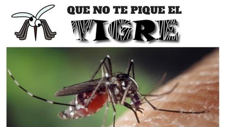 Disminuye más de un 90% la producción de huevos del mosquito tigre en Rincón