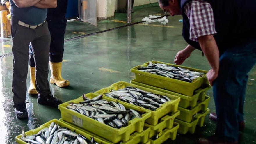 Sardinas, esta mañana en la lonja de Vigo. // A. Irago