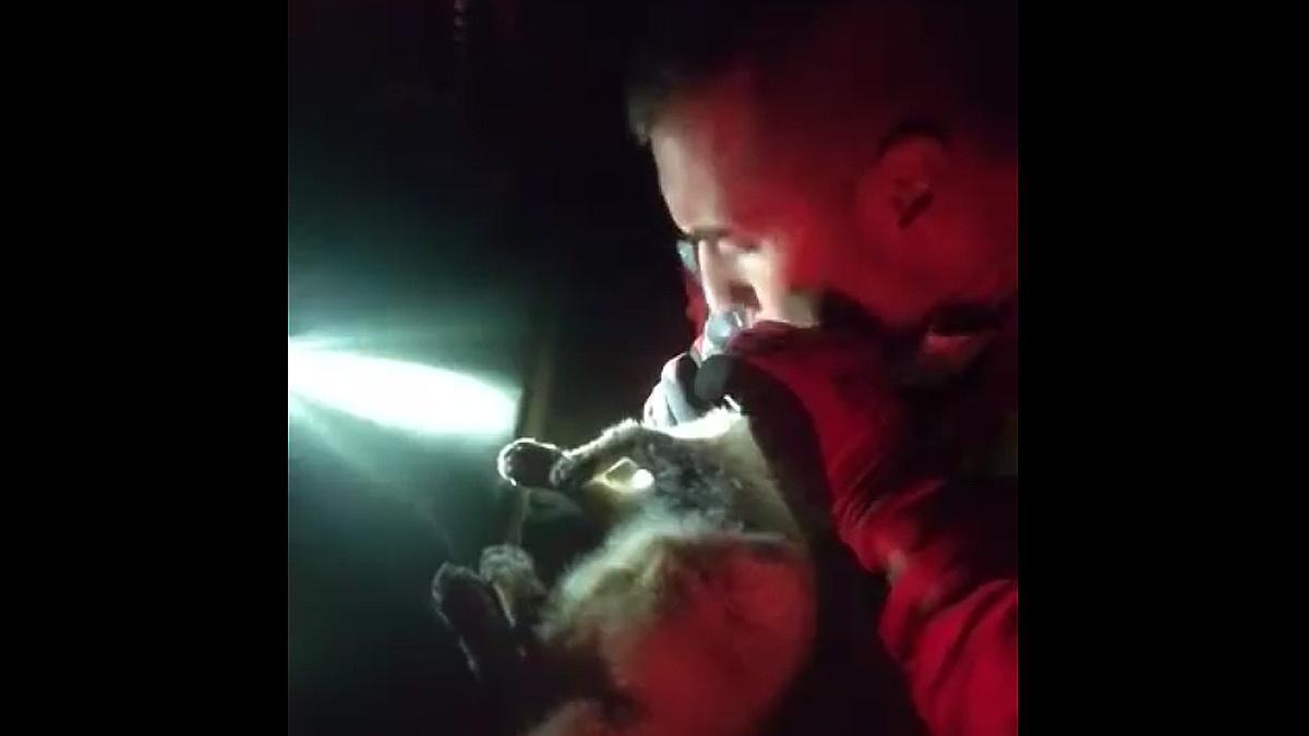 Un momento de la reanimación del soldado al gato rescatado.