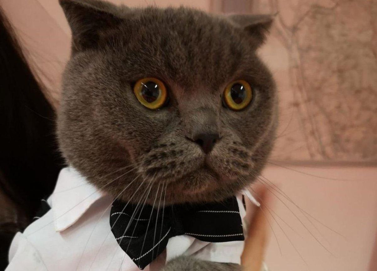 gato-bueno gato-bueno