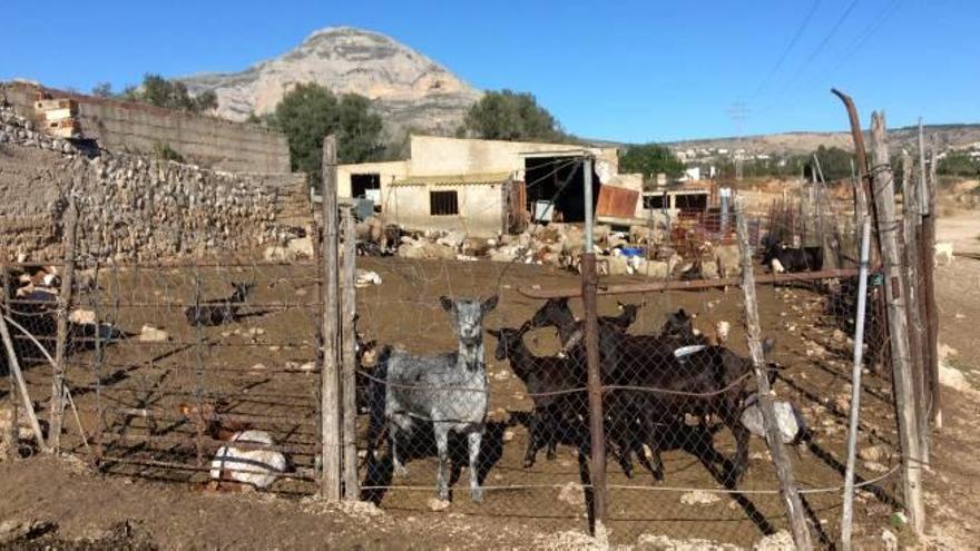 El río Gorgos, refugio para el pastoreo en la comarca