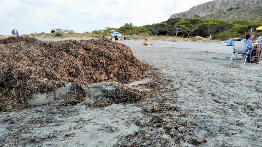 Montones de posidonia oceánica este pasado fin de semana junto a una de las playas naturales de Santa Pola donde suele acumularse esta planta.