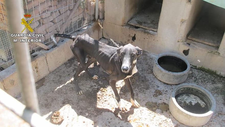 El Seprona rescata a seis perros podencos en mal estado en una finca de Arucas
