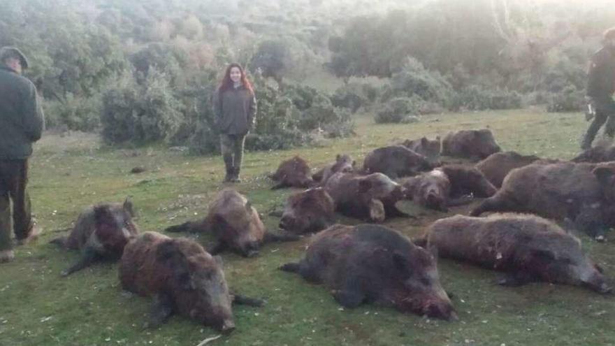 Jabalíes abatidos en la montería organizada en Muelas.