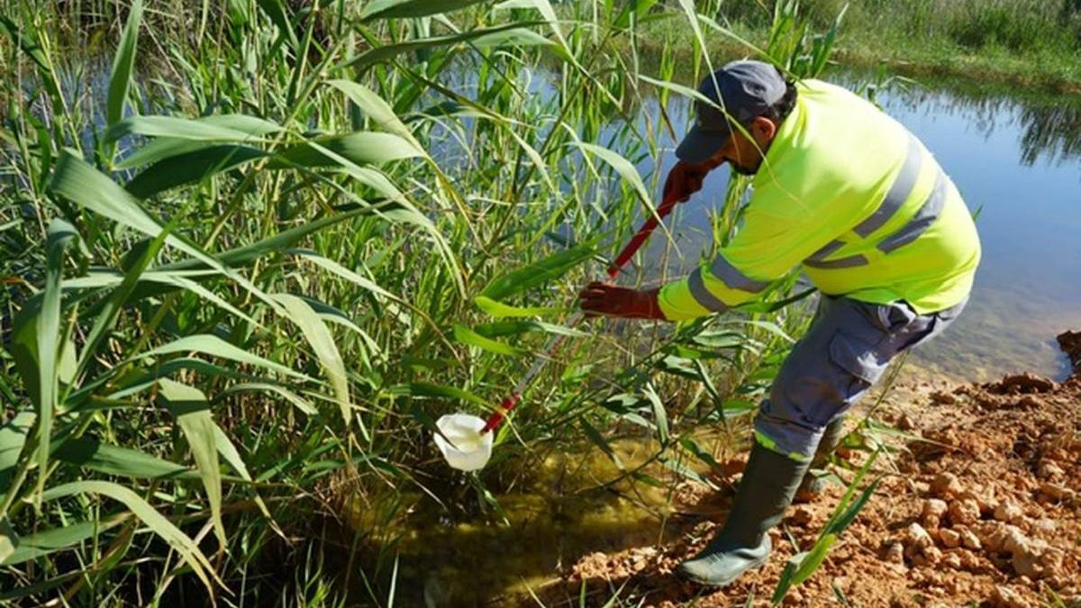 Diputación no logra frenar la plaga y el litoral se infesta de mosquitos en Castellón