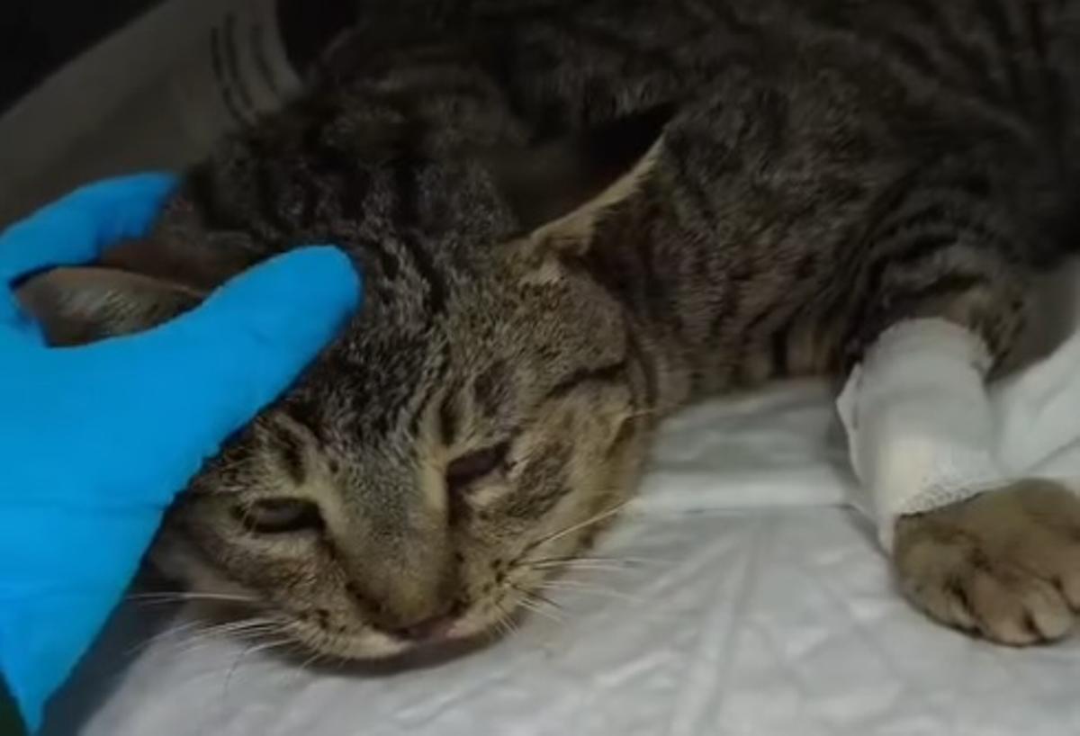 Silver se recupera de sus heridas tras ser arrojado desde un vehículo en marcha.