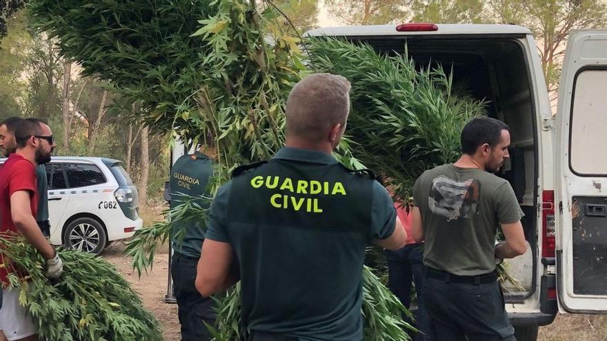 Els agents transportant algunes de les plantes de marihuana comissades