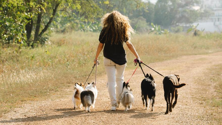Los consejos que debes conocer antes de sacar de paseo a tu perro