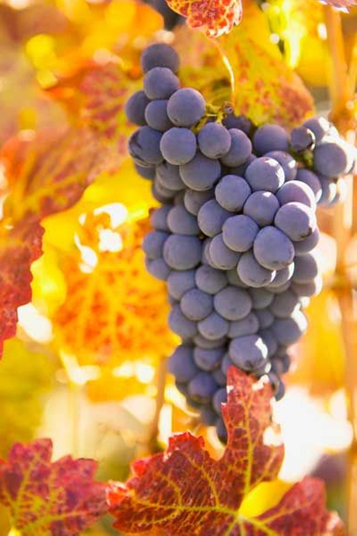 Uvas en la vid en una de las bodegas de Napa.