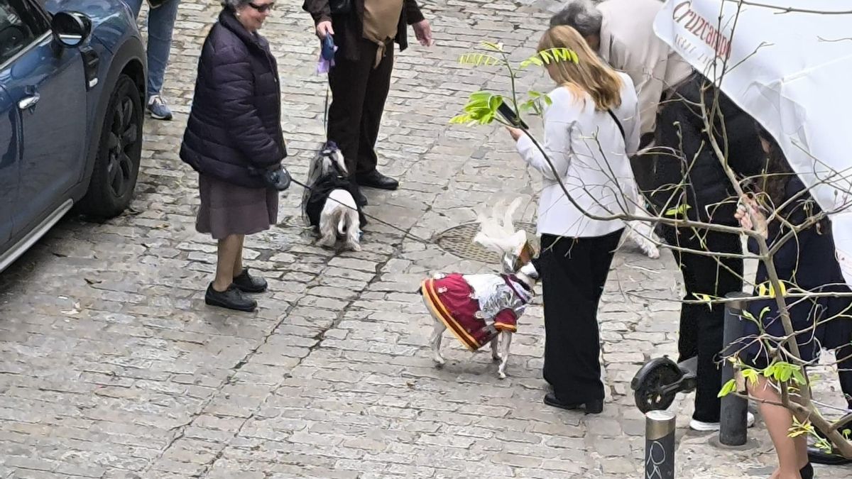 Un perro armao este Jueves Santo en la Alameda.