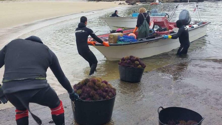 Un grupo de marineros descarga erizo en la costa gallega.