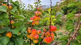 Tunte se tiñe de naranja: el frío y las lluvias del invierno relanzan la cosecha del albaricoque