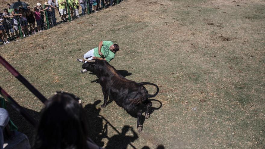 Así ha sido la espectacular cogida en el encierro de Venialbo