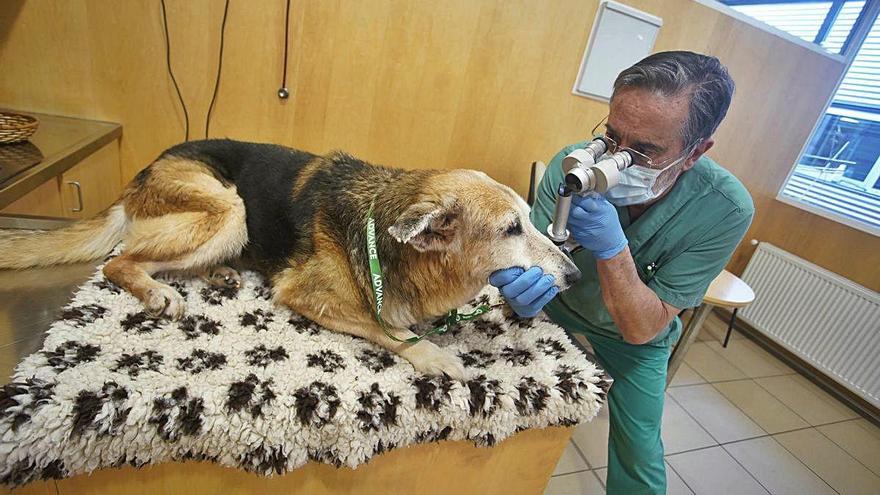 Col·laboració Canis ha cedit tres respiradors a l&#039;hospital Josep Trueta