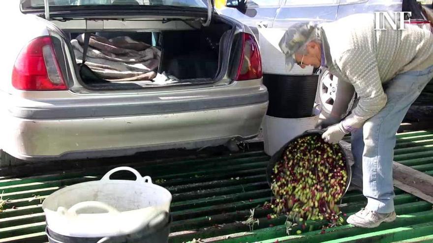 Ruina en el cultivo de la aceituna en la provincia de Alicante