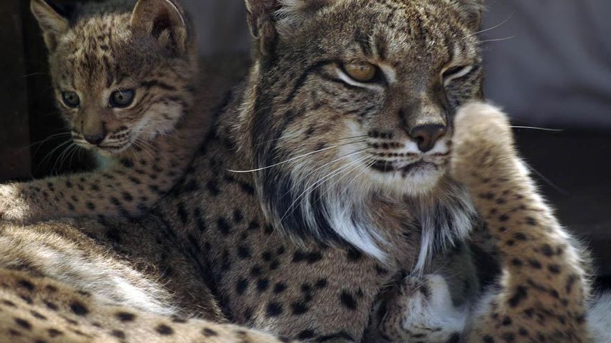 La Junta explica cómo actuar en avistamientos de linces en la zona de Bohonal de Ibor
