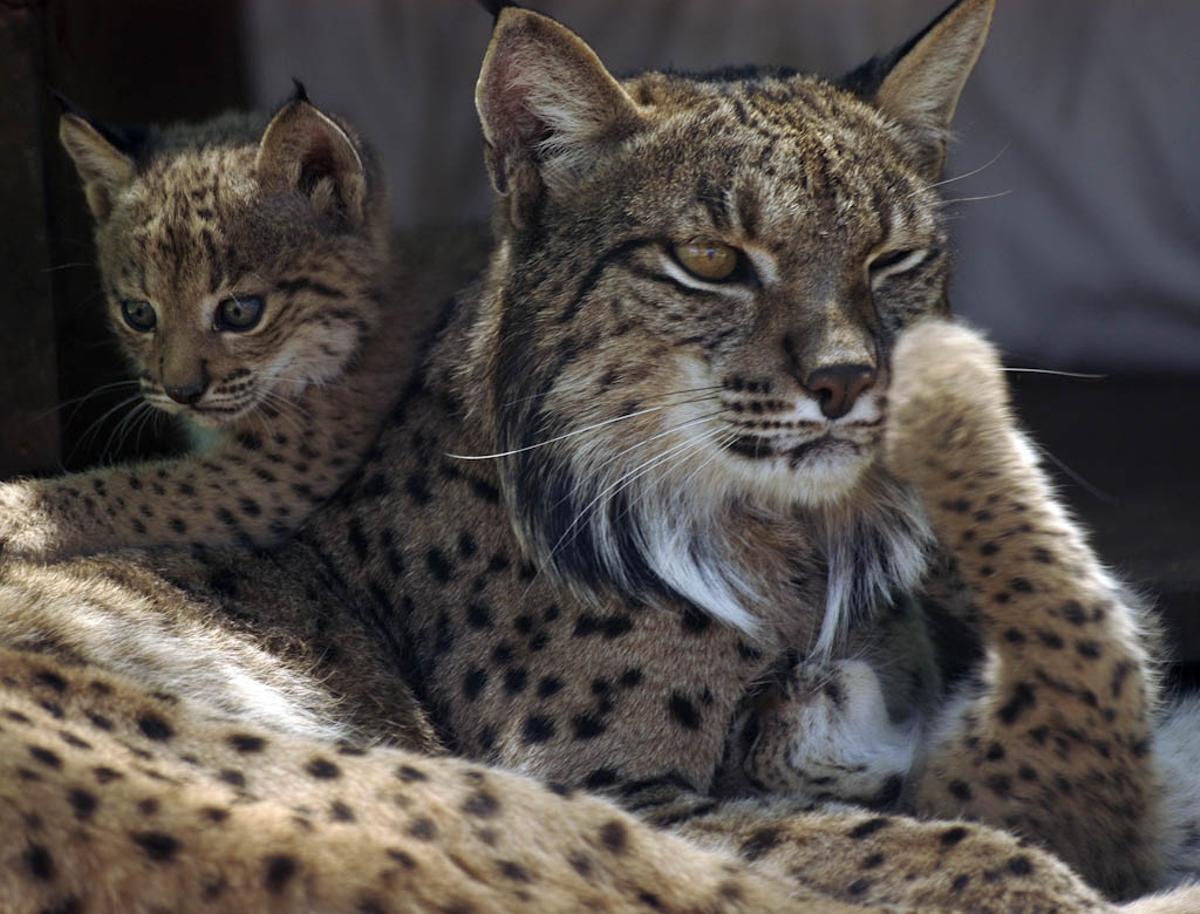 Un lince adulto y un cachorro