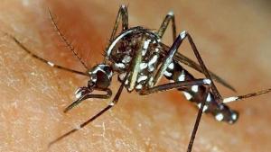Front comú contra les malalties transmeses per mosquits