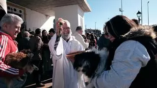 Churriana se llena de mascotas por la bendición de San Antón