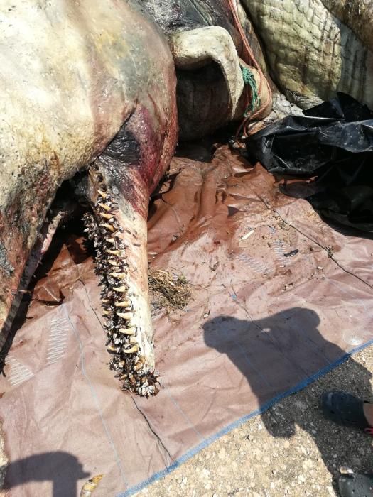 Tareas de retirada y conservación de la cabeza del cachalote encallado en Torrevieja