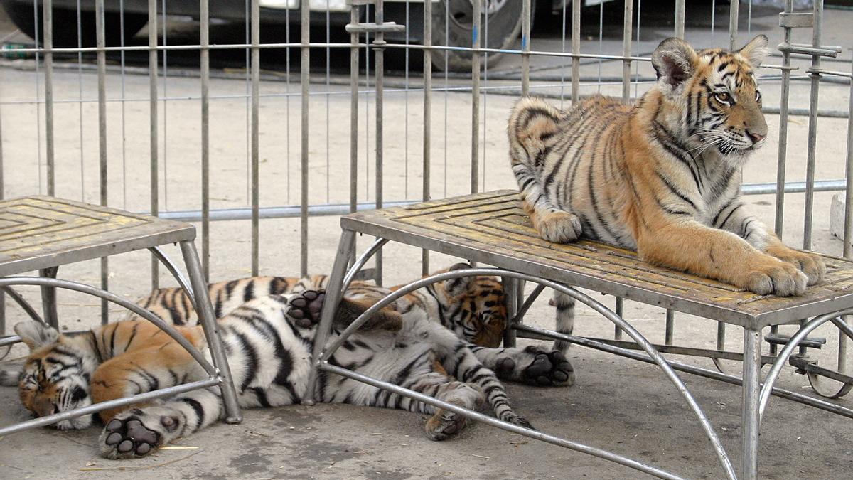 Dos tigres de un circo, espectáculo de entretenimiento con animales, dentro de una jaula.