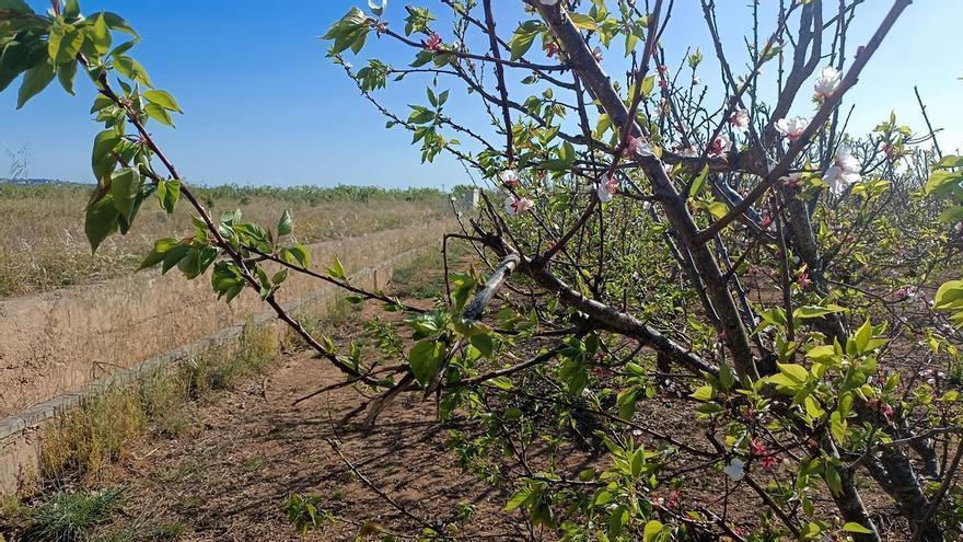 La campaña de fruta de verano deja en la Ribera un mínimo histórico de superficie cultivada