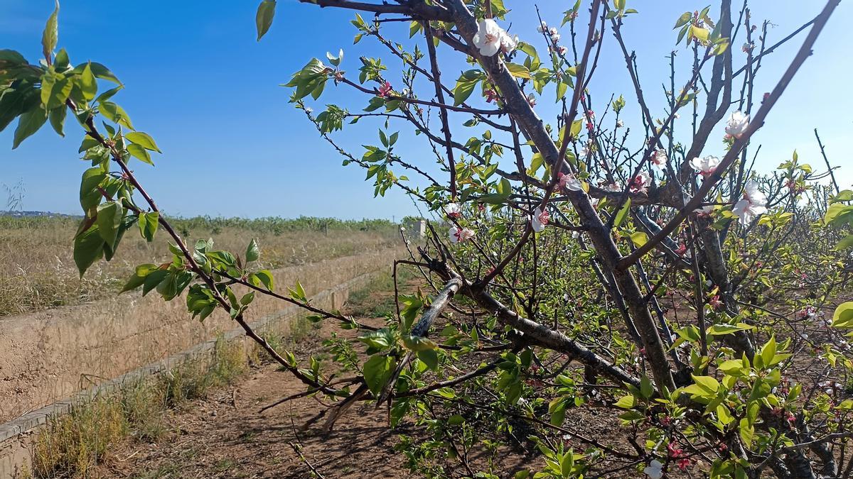 Un camp de fruiters, amb els arbres en flor, al terme de Carlet, en una imatge d’ahir