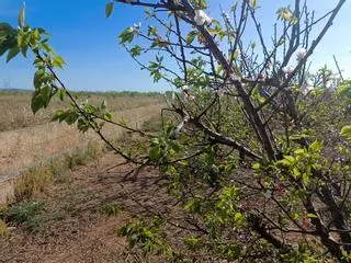La campaña de fruta de verano deja en la Ribera un mínimo histórico de superficie cultivada
