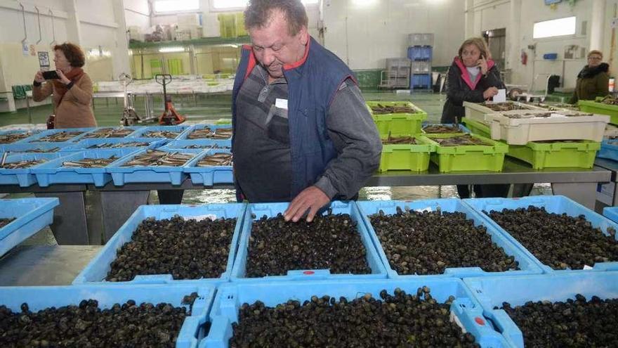 Un hombre examina los lotes de &quot;caramuxos&quot; subastados ayer por la tarde en Cambados. // Noé Parga