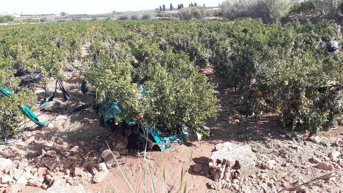 Daños sufridos en los campos de Picassent por la barrancada del 29 de octubre.