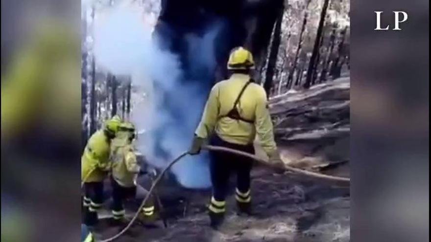 Rebrota fuego de los incendios de Gran Canaria en un pino centenario