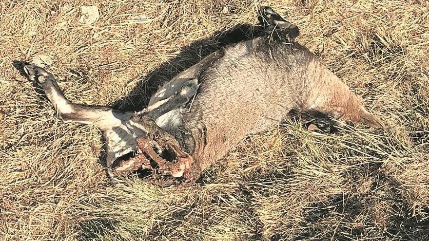 Los furtivos cazan y decapitan una cabra hispánica en Morella