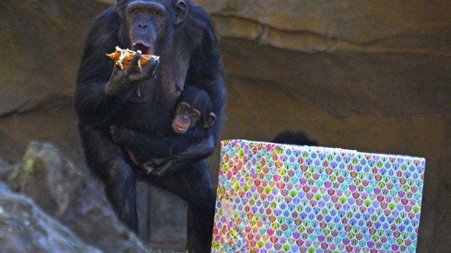 Los Reyes Magos anticipan sus regalos para los animales de Bioparc Valencia