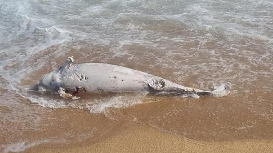 El dofí mort trobat ahir a la platja de Blanes.