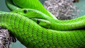 La mamba verde oriental o mamba común es una especie de serpiente venenosa de la familia Elapidae.