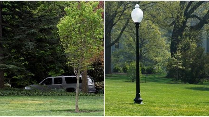 Desaparece el árbol que plantó Macron en la Casa Blanca.