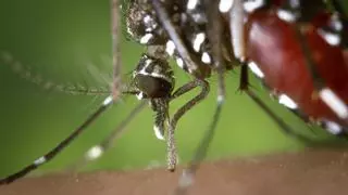 Detectan por primera vez la presencia de mosquitos tigre en Galicia