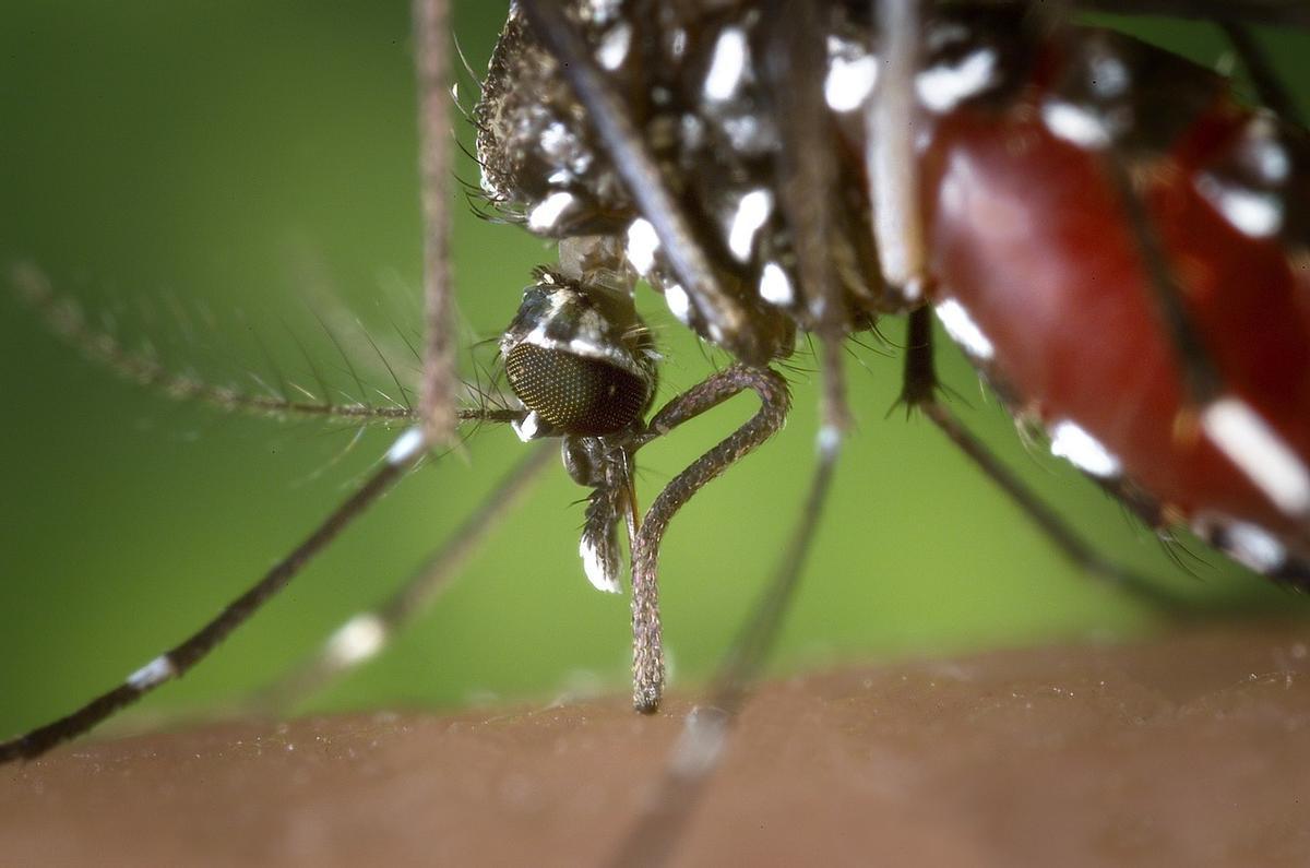 Mosquitos, los anímales más peligrosos para el ser humanos