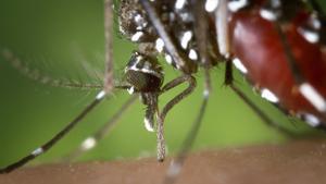 Mosquitos, los anímales más peligrosos para el ser humanos