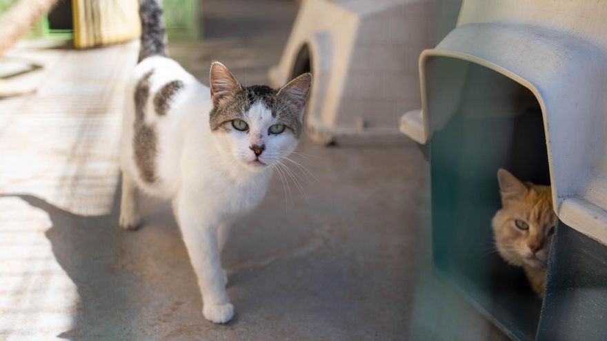 Santa Cruz impulsa el primer refugio municipal  exclusivo para los gatos callejeros